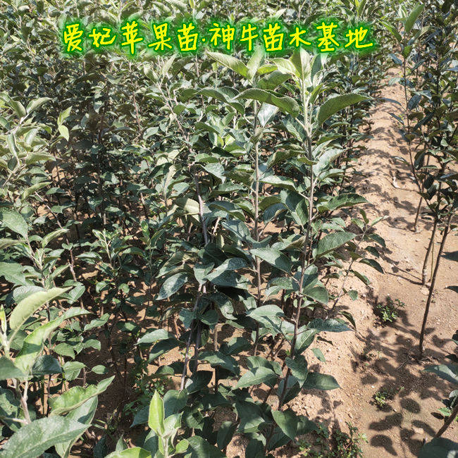 矮化爱妃苹果树苗结果基地介绍 爱妃苹果前景介绍