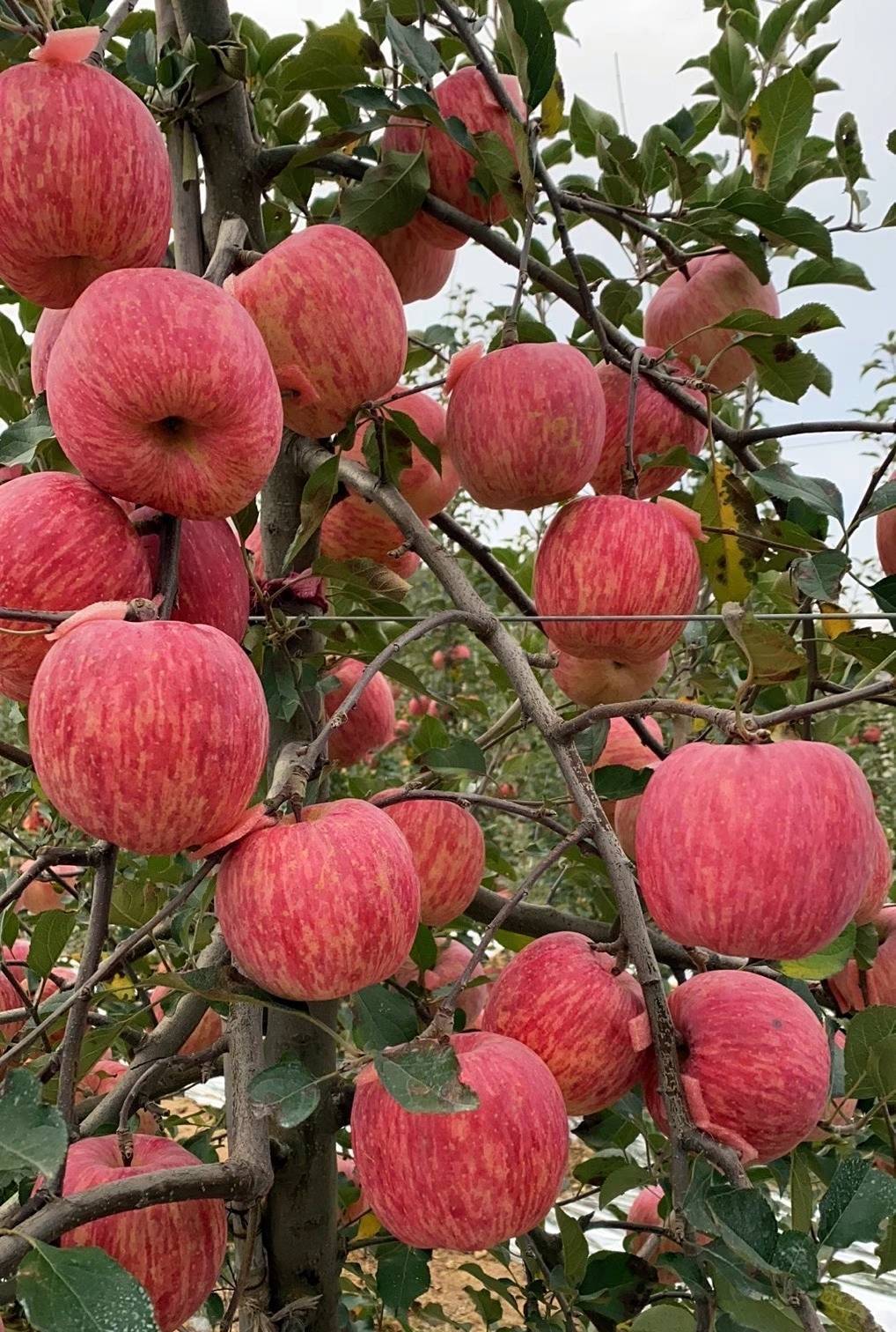 介绍2021年维纳斯黄金苹果苗报价矮化自根砧木维纳斯黄金苹果苗报价