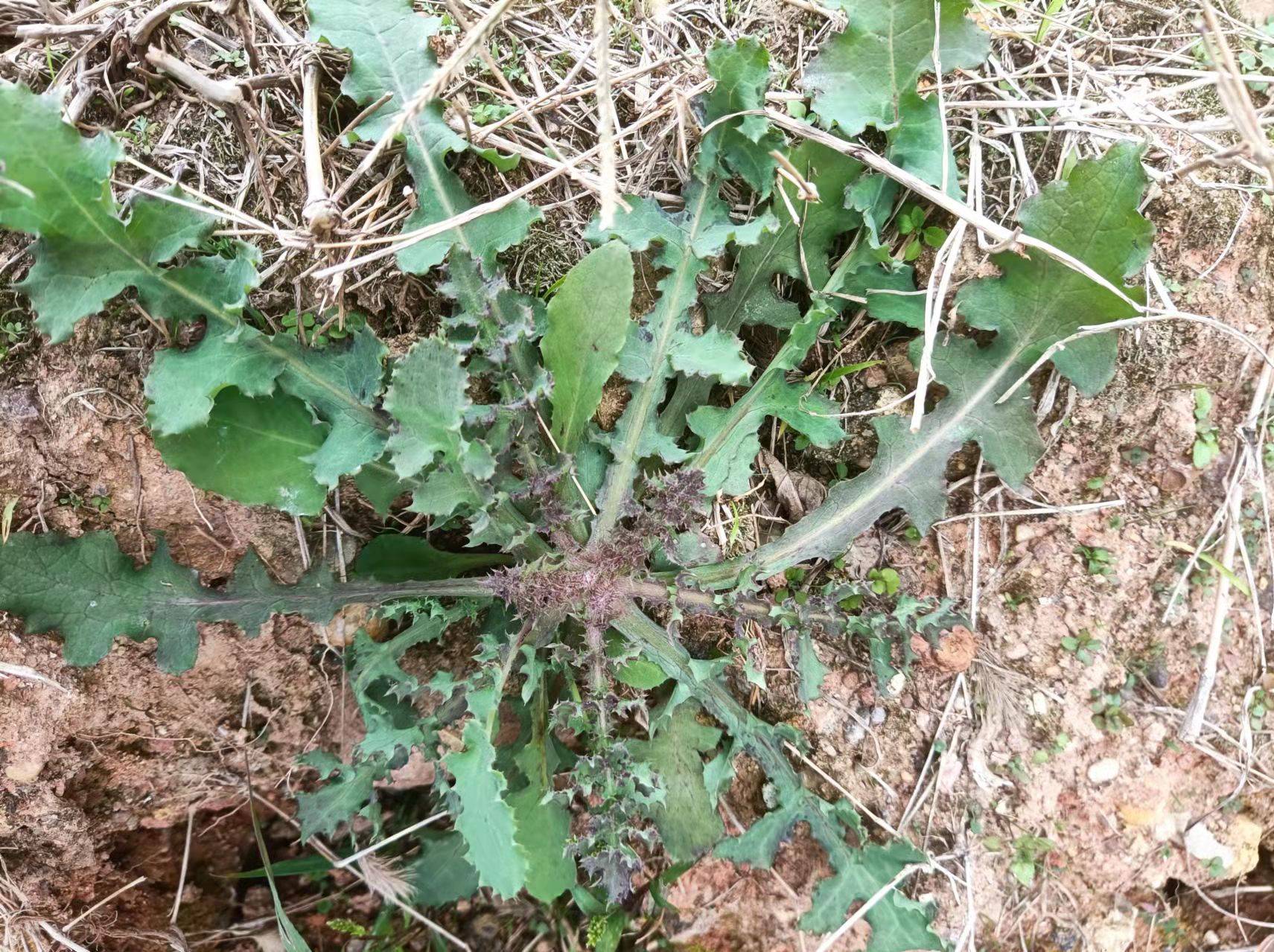 花叶滇苦菜助力儿童健康成长值得点赞黅钚焕堂谈野生中草药35