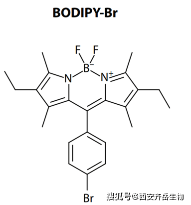 氟硼二吡咯(bodipy)荧光染料具有其摩尔消光系数大,荧光量子产率高,光