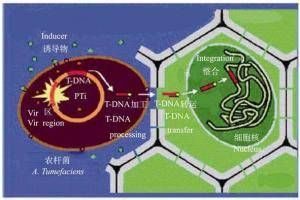 的含有zafa基因同源片段及潮霉素抗性标记基因的双元载体pdht/zafa i