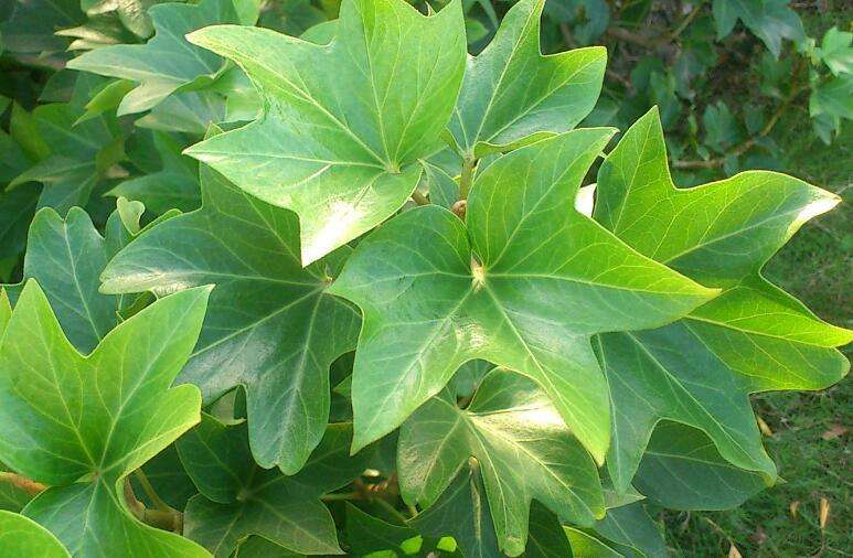 常见室内观叶植物—熊掌木