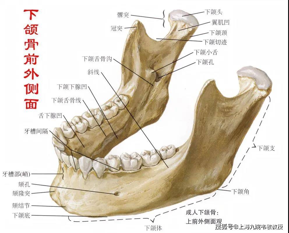 下颌升支部上方有两个骨性突起,在后方者称为髁状突,在前方者称为喙突