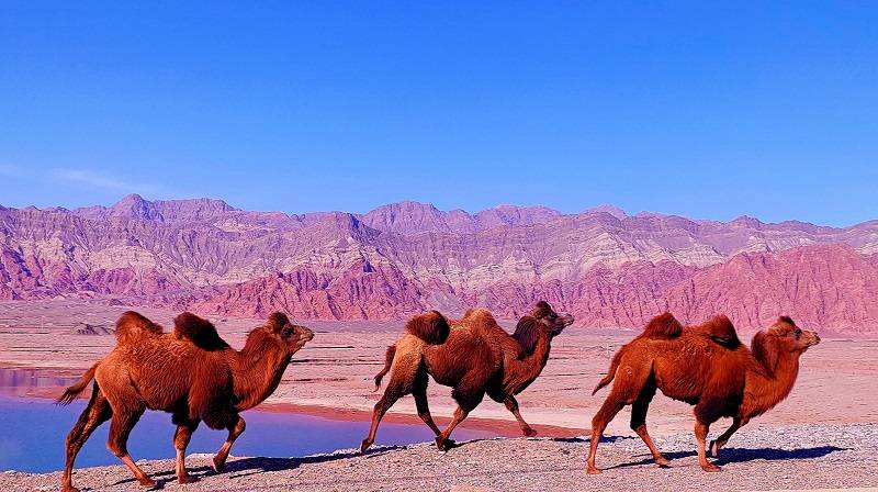 万峰骆驼"驮载"柯坪县一二三产发展,持续带动农牧民增收致富.