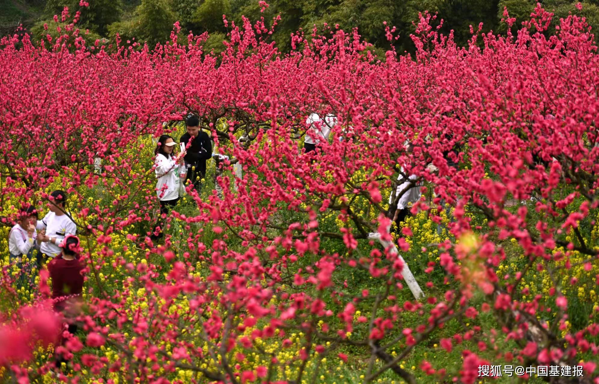 重庆歌乐山颐麓欢歌生态园桃花盛开