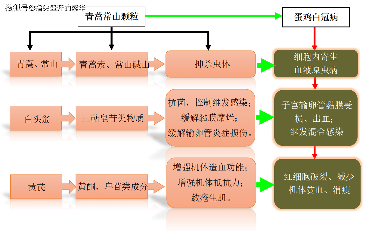 用药后病鸡血涂片中出现大量嗜中性粒白细胞,说明鸡体在药物作用下