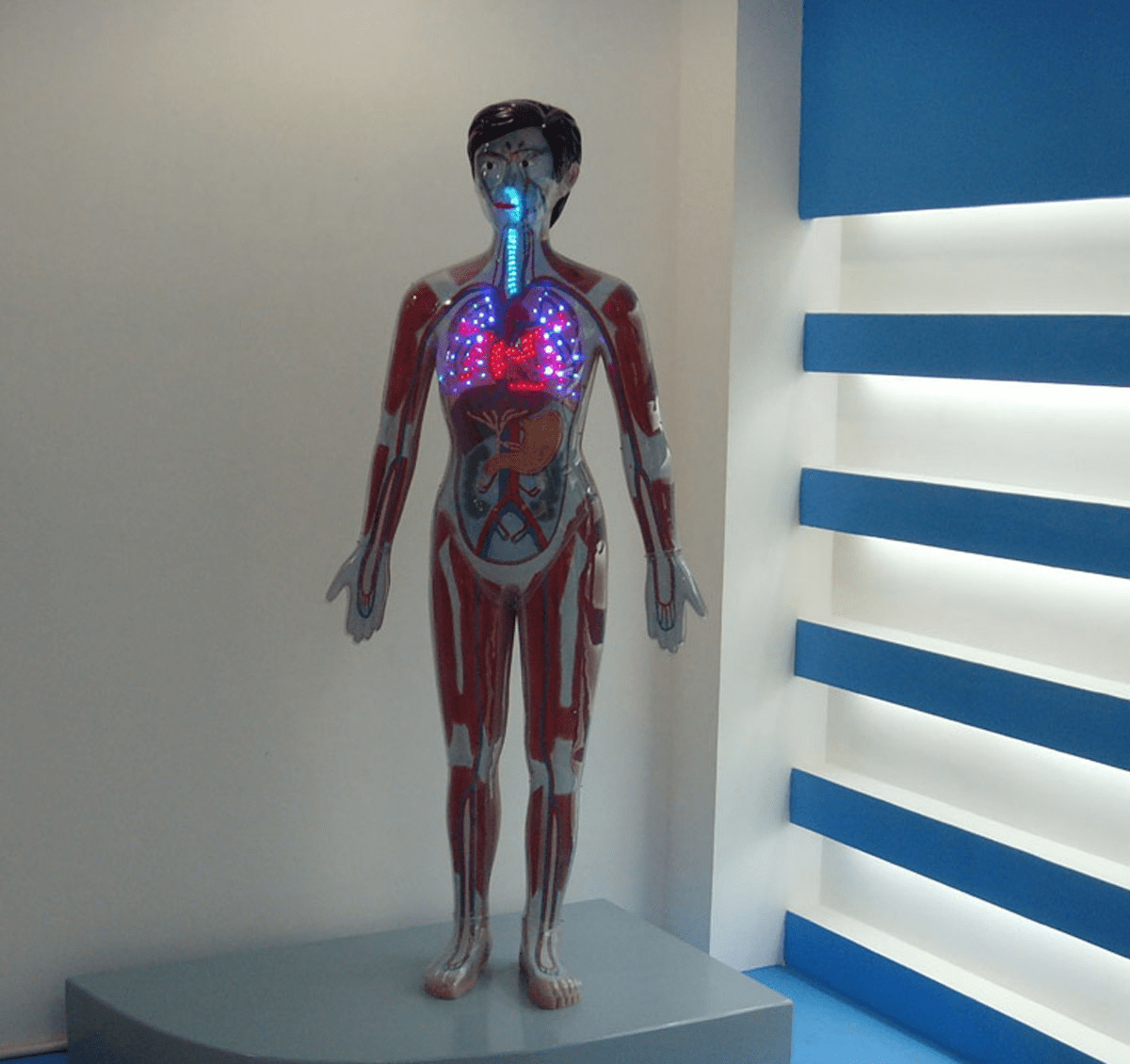 新兴科技产品,能够模拟人体在吸毒后给身体各项器官带来的伤害和变化