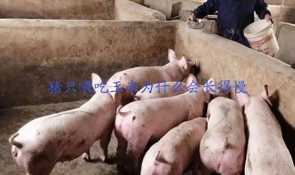 给猪只喂玉米为什么越来越瘦