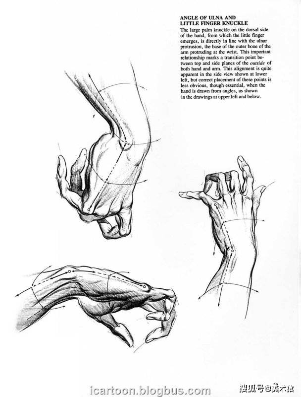 《动态素描·手部结构》_人体_伯恩·霍加斯_插图