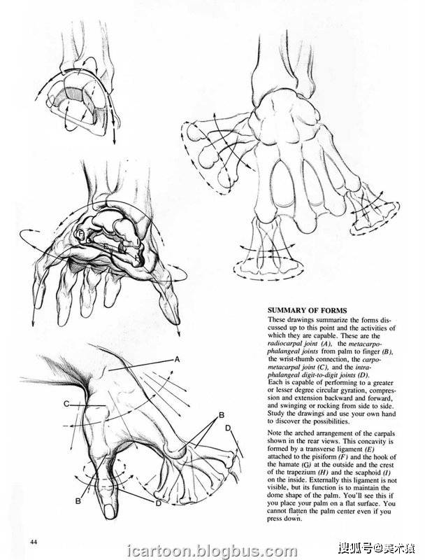 《动态素描·手部结构》_人体_伯恩·霍加斯_插图