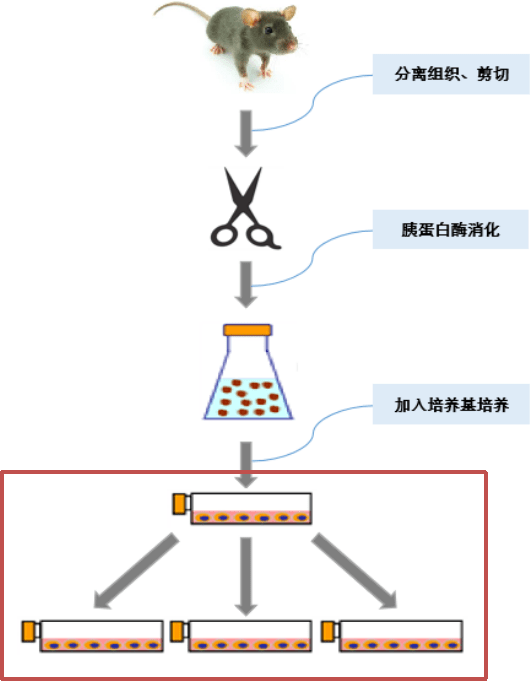 细胞的原代培养以及传代培养之间的关系是什么呢胰酶和重组胰酶都是