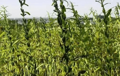 非洲粮食都不够吃为何有大量土地不种植粮食而种植芝麻(图5)