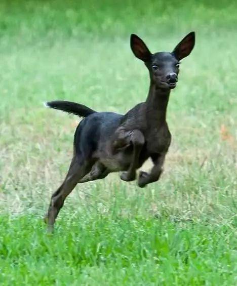 地球上十大最罕见的黑色动物第一被称为幽灵斑纹黑鹿极为珍稀