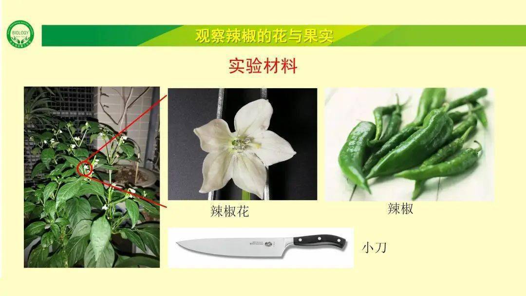 玩转"结构模型"主题实验 观察辣椒的花与果实 很多人爱吃辣椒,有很多