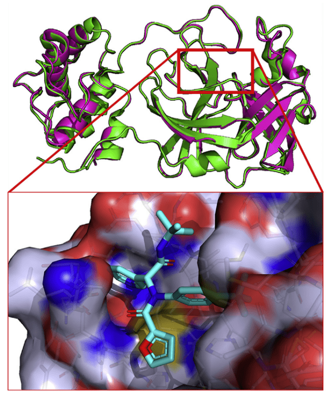 当化学家和生物学家在谈论新冠病毒时,他们在谈论什么:sars-cov-2的