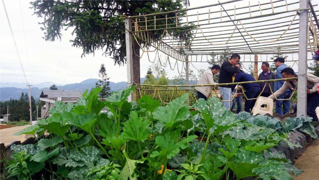 怎么描述秋天菜园 a5cbeb3fbb6d4b96acb812fcac9aa97b.jpeg