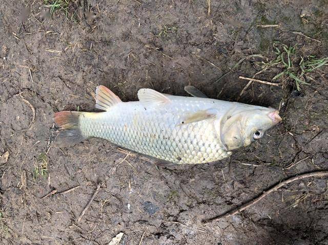 怎么养蚯蚓钓鱼用的 add5c412cfe84f16a07341e3eff0a2ae.jpeg