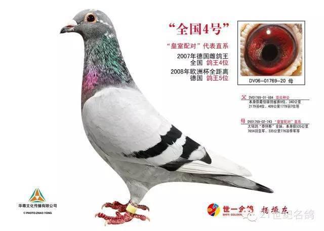 图集江苏省最出名20羽名鸽
