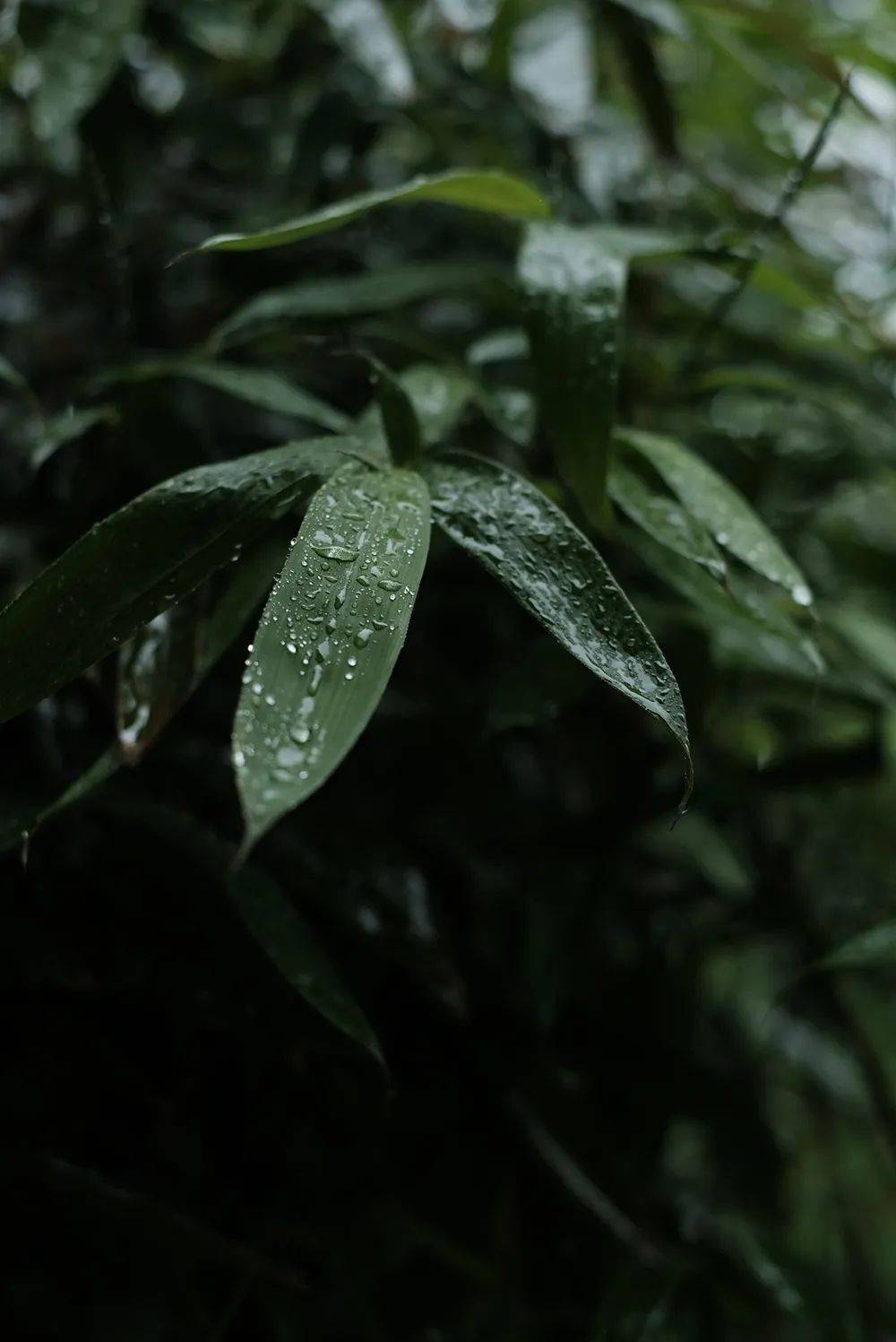 雨打芭蕉简谱_雨打芭蕉图片(3)