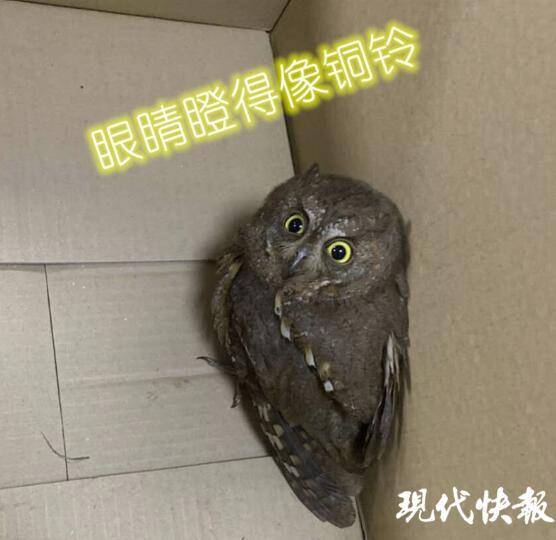 小家伙|小猫头鹰落在工程车下，民警送它到动物园