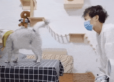 猫中屁王,肯定没有任何一只猫放屁能够超越它!