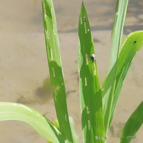 稻象甲成虫危害叶片症状是受害轻的心叶抽出后呈现一排小孔,而稻水