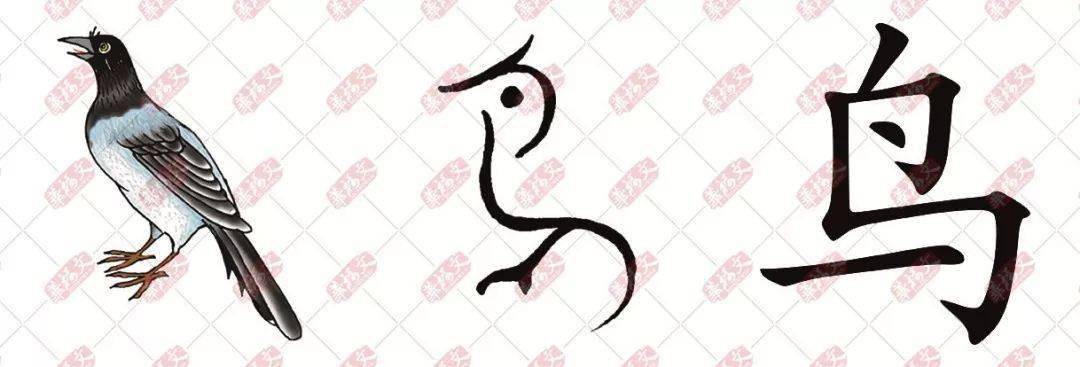 niǎo "鸟"字就是一个喜鹊的形象,从甲骨文,金文来看是个鸟的样子