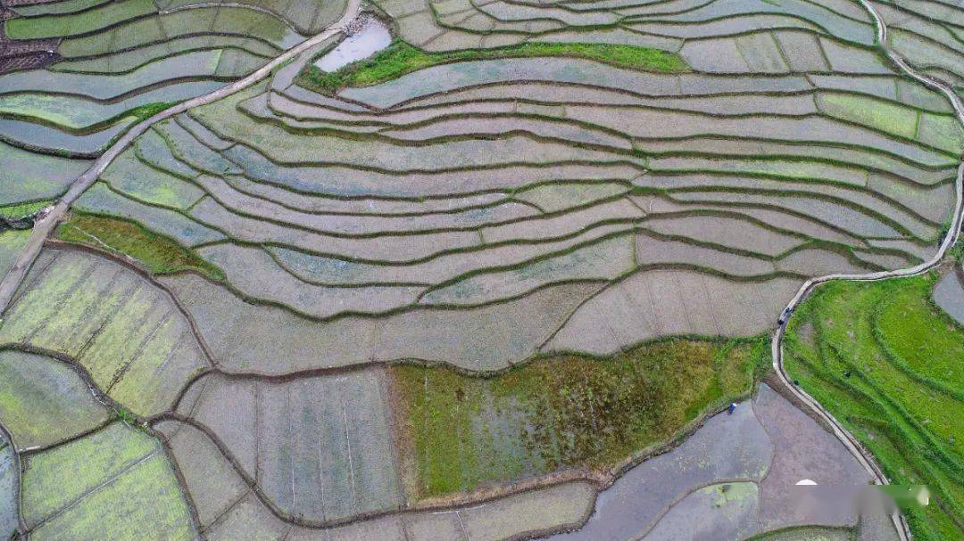 稻谷和乡又鱼猜一个成语_稻谷简笔画(3)