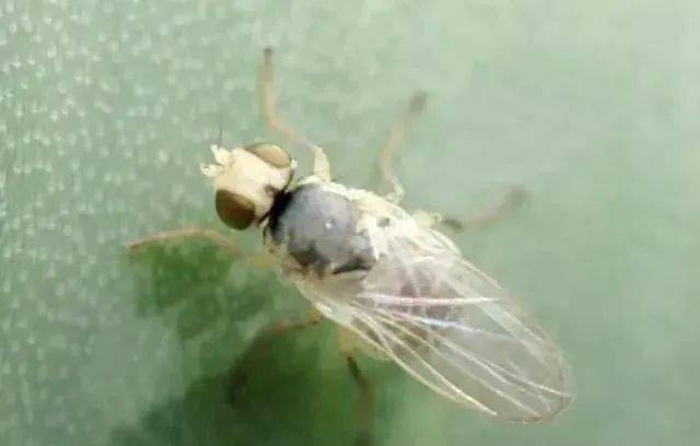 葱斑潜蝇 葱斑潜蝇:以幼虫在葱类蔬菜叶片上潜叶为害,虫道黄白色,是