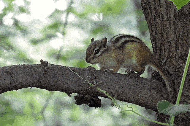 松鼠 与呆萌的羊驼合影 看孔雀表演,与白马王子亲密接触 四会萌宠大虫