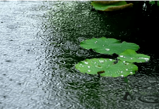 诗词夏天的雨落在了诗词里美到极致