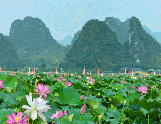 清远最新荷花观赏点都在这了,很多还免费赏!