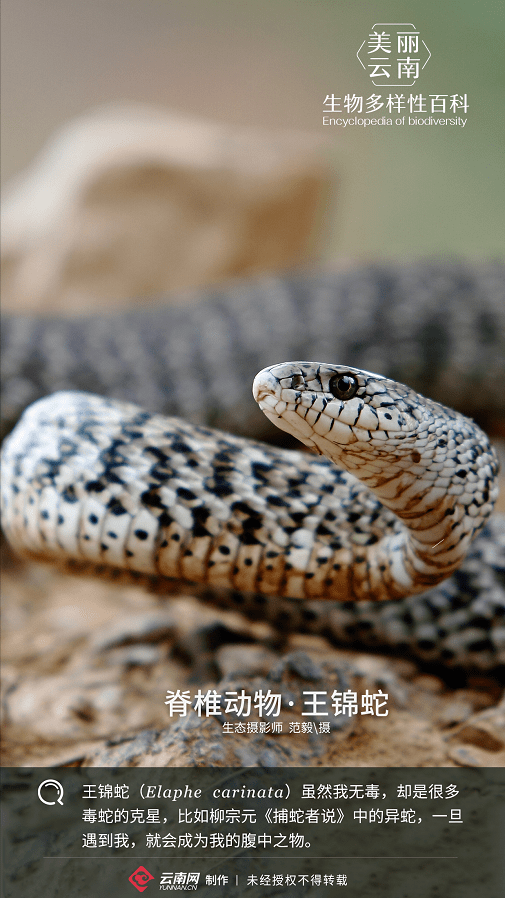 蛇属于有脊椎还是无脊椎动物 a7f6fedd3fb945e08dfa96b926cc6838.png