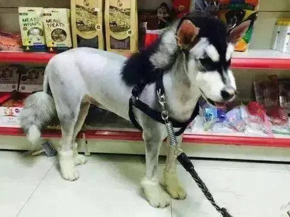 给狗狗剃毛避暑?别适得其反