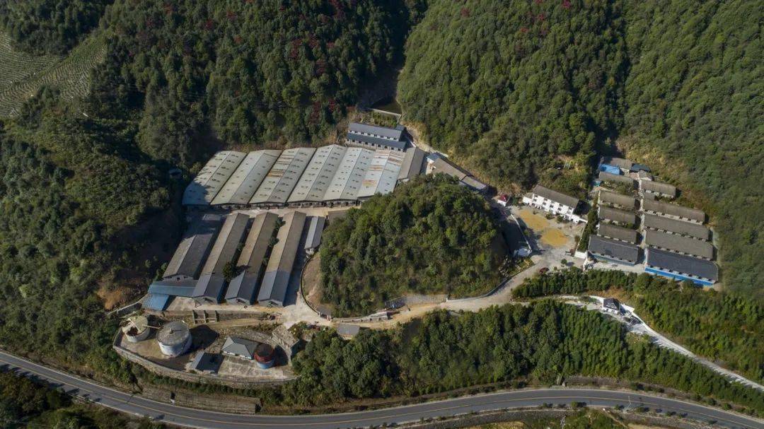 养一只猪能创造多少gdp_一只猪侧躺着像人的图