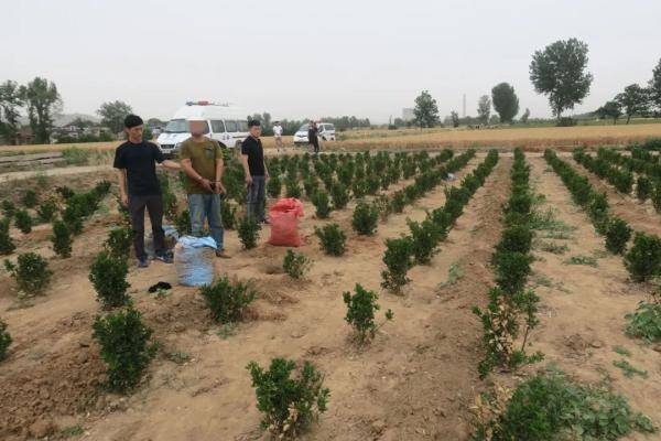 洛阳警方打掉两个盗挖古墓葬的犯罪团伙，抓获