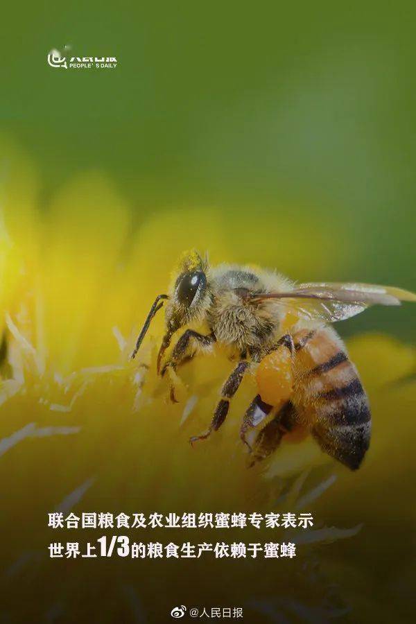 蜜蜂科 蜜蜂为社会性昆虫 由蜂王,雄蜂,工蜂等个体组成 蜜蜂种类很多