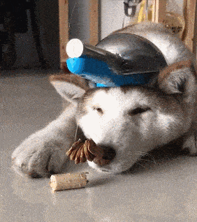 哈士奇是整个狗界最可怜的狗狗了,主人的套路让二哈狗