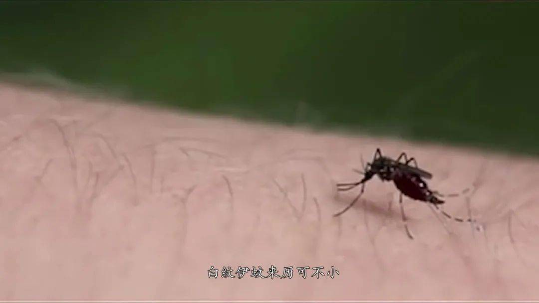 有什么方法可以找到蚊子 b217bdfe32d147a5b6737151361f0434.jpeg
