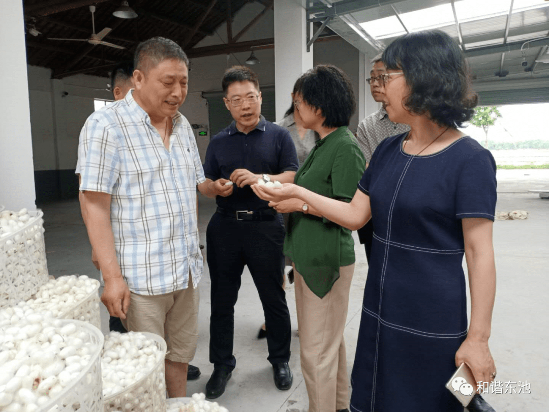 国家茧丝办处长吴凤武赴石门镇东池村开展蚕桑基地调研