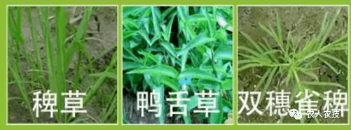 水稻除草剂之双草醚应用浅谈_杂草