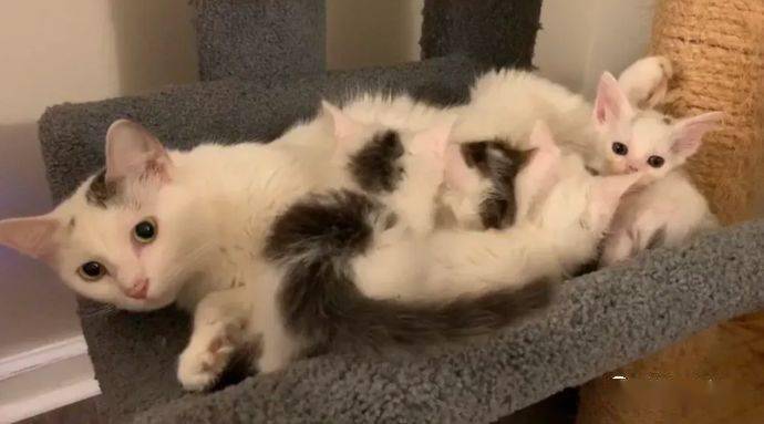 怎样抓流浪猫 0d9fecb4822b4e239bca39c8f66312f6.jpeg