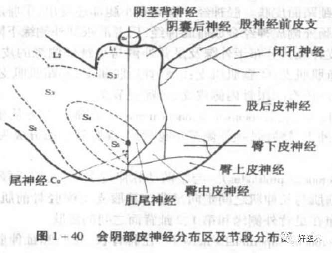 4)坐骨神经(sciatic nerve)(l4~s3)