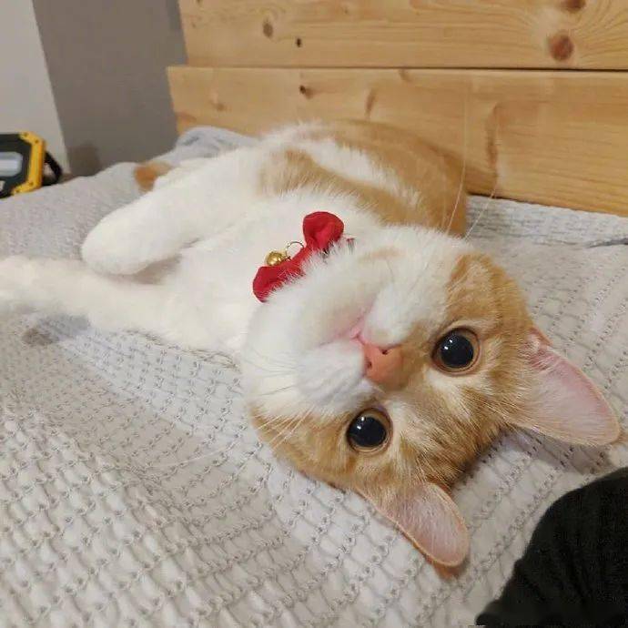 世上怎么会有这么萌的小猫猫!尾巴都可以出道了!