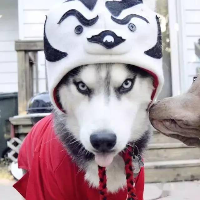 别看二哈表情傻,打扮起来…只有更傻