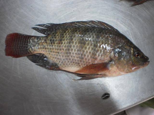 怎么样煎罗非鱼好吃 4474498f5ffc4f4ea1daf78e62e673a4.jpeg