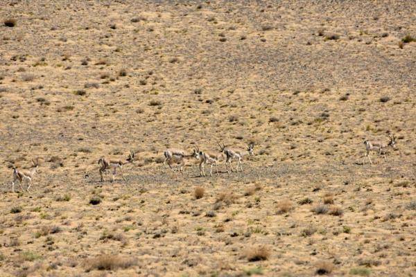 自然保护区|这一幅幅生命的画卷，好美！