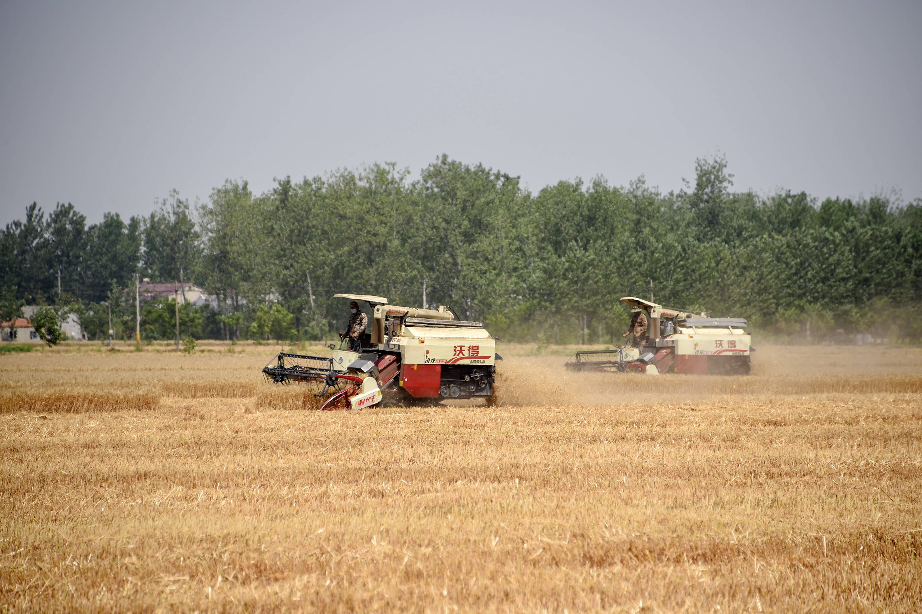 淮安|抢收小麦 颗粒归仓