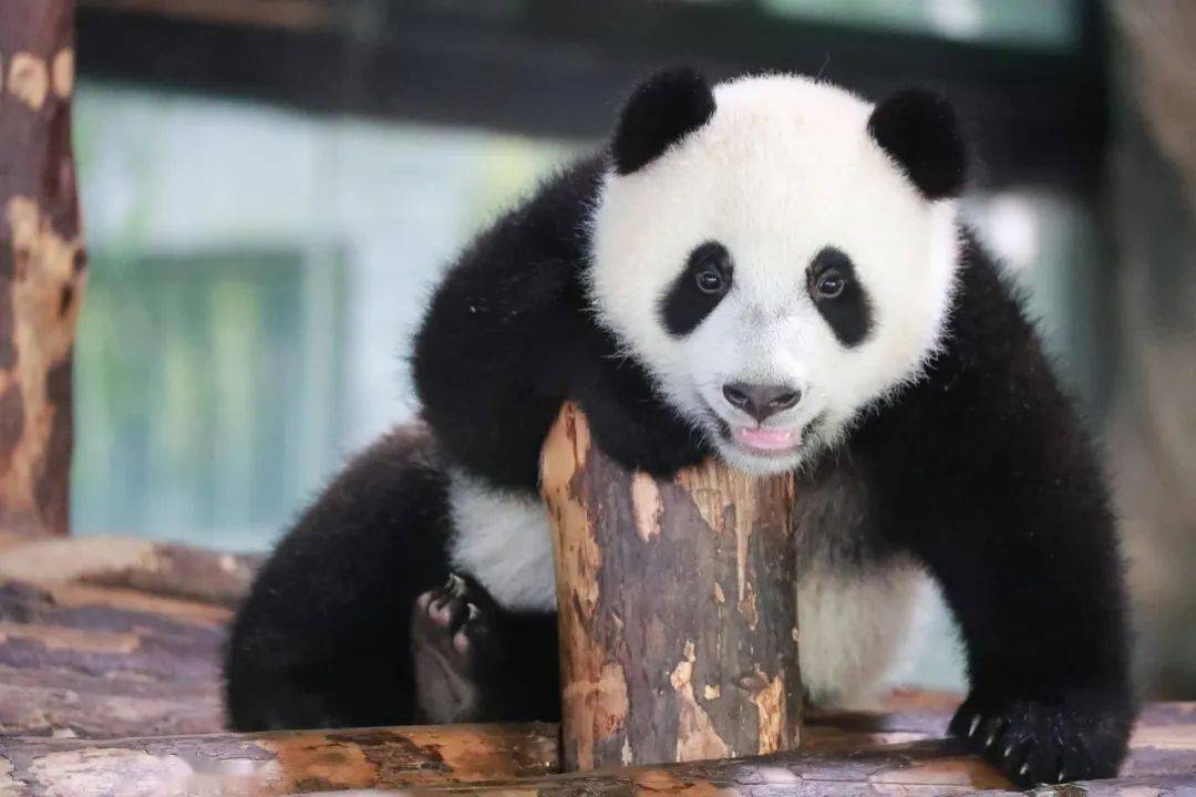 大熊猫嘉嘉仔爱撒娇,爱卖萌 最喜欢和妈妈一起玩耍 是非常萌甜的宝宝