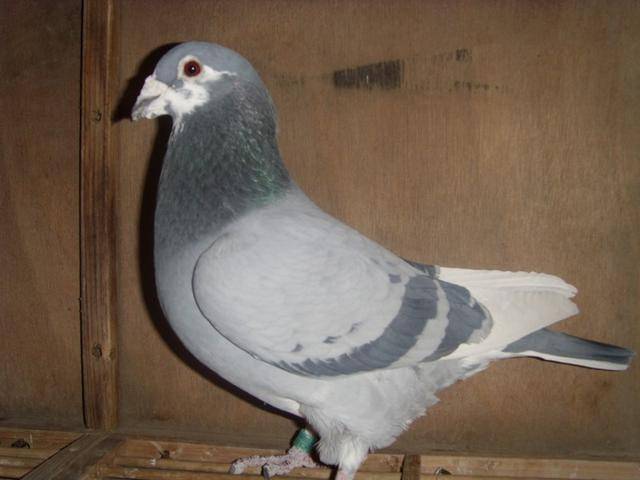 为什么超远程赛事会没落？